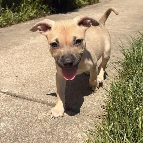 A baby medium-sized female Hound dog named Butter for adoption in Ellicott City, MD