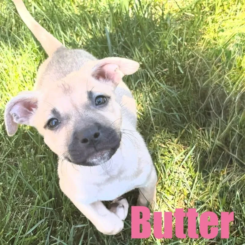 Butter thumbnail 4