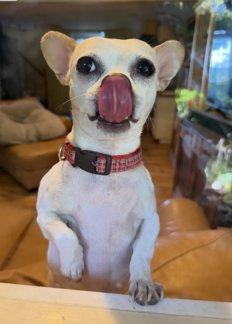 Lola