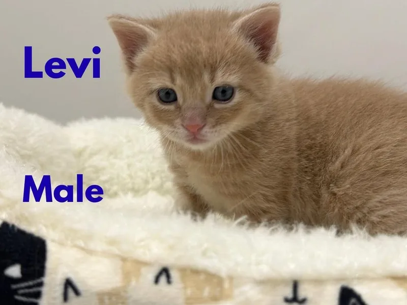 A baby small-sized male Orange & White Domestic Short Hair cat named Levi for adoption in Telford, PA