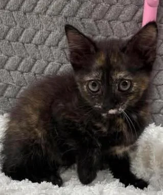 A baby small-sized female Domestic Short Hair cat named Sam for adoption in Lampasas, TX