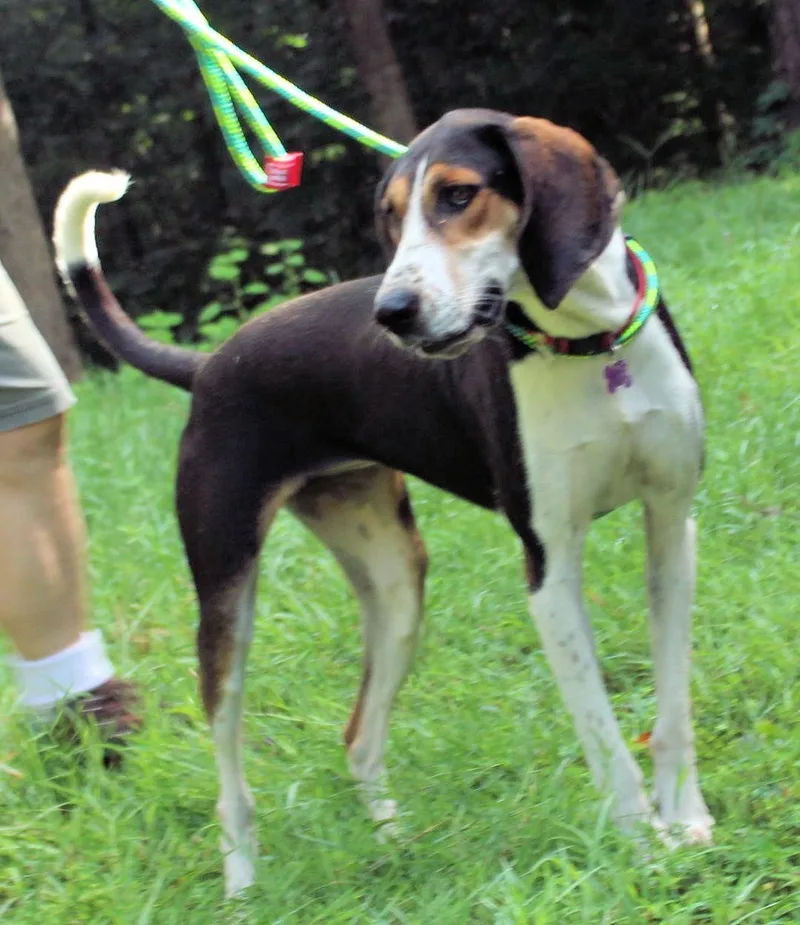 A young large-sized female Treeing Walker Coonhound dog named Honeydew for adoption in Leawood, KS