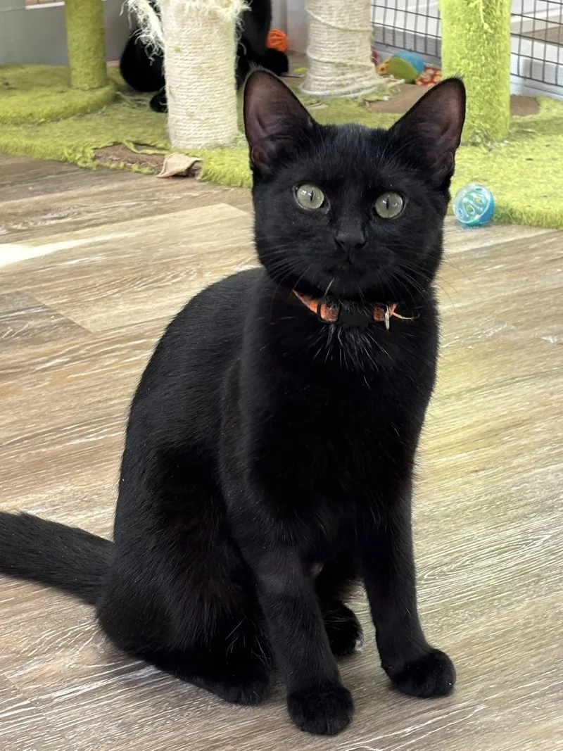 An adult medium-sized male Black Domestic Short Hair cat named Cactus for adoption in New Canaan, CT