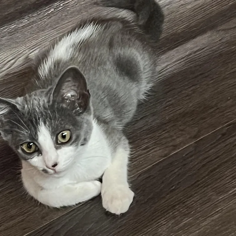 A baby small-sized male Gray / Blue / Silver Domestic Short Hair cat named Pop for adoption in Long Beach, CA