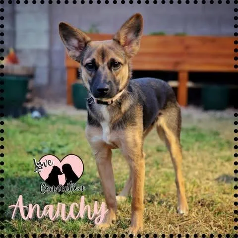 A baby medium-sized female Golden Wire Fox Terrier dog named Anarchy for adoption in Gilbert, AZ