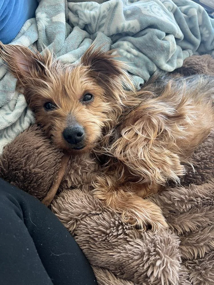 An adult small-sized male Yorkshire Terrier dog named Brooklyn for adoption in New York, NY