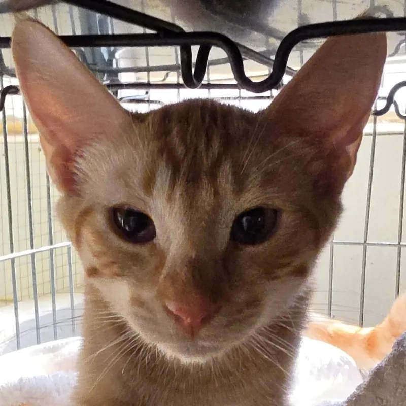 A baby small-sized male Black Domestic Short Hair cat named Burt for adoption in Desert Hot Springs, CA