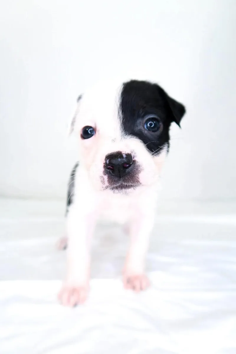 Beanie Baby thumbnail 3