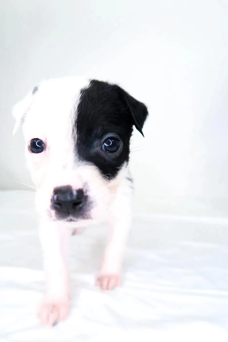 Beanie Baby thumbnail 4