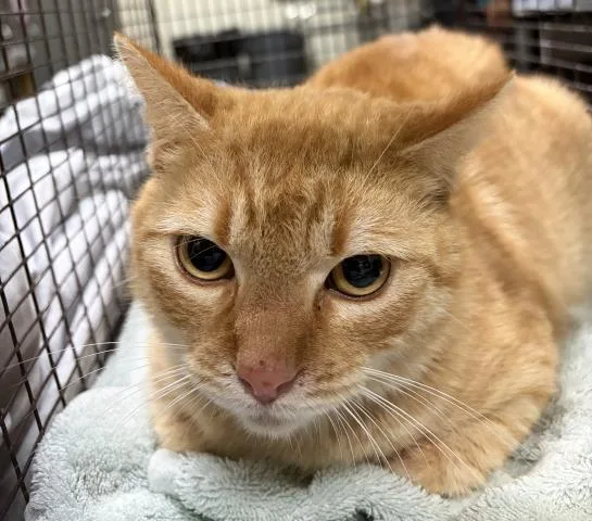 An adult medium-sized male Domestic Short Hair cat named Gregory for adoption in Pensacola, FL