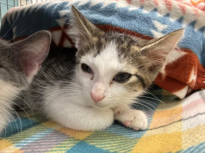 A baby small-sized male Domestic Short Hair cat named Ranger for adoption in Johnson City, TN