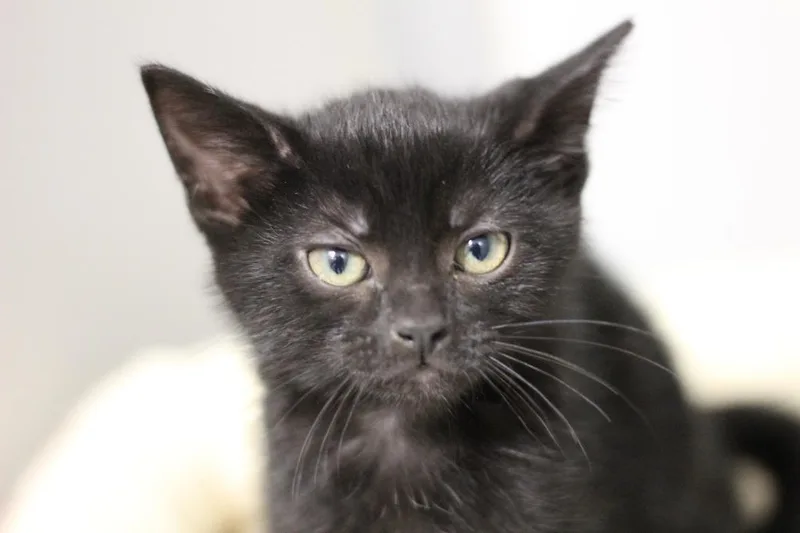 A baby small-sized male Domestic Short Hair cat named Poppyseed for adoption in Rockford, IL