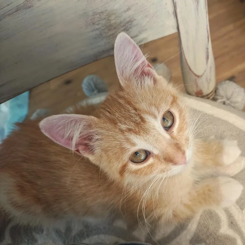 A baby small-sized female Orange / Red Domestic Short Hair cat named Raggedy Ann C for adoption in Princeton, MN