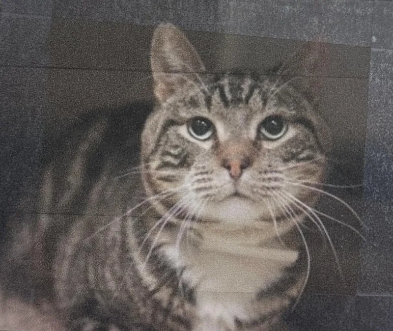 A senior small-sized male Domestic Short Hair cat named Taylor Freeport for adoption in Westbury, NY