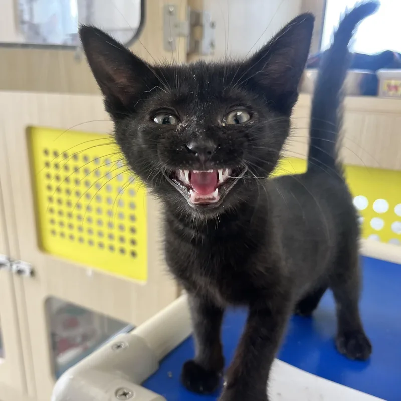 A baby medium-sized male Black Domestic Short Hair cat named Biscuit for adoption in Pontiac, MI