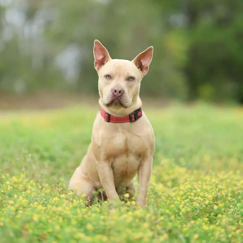 A young medium-sized male American Bully dog named Baxter for adoption in Lucedale, MS