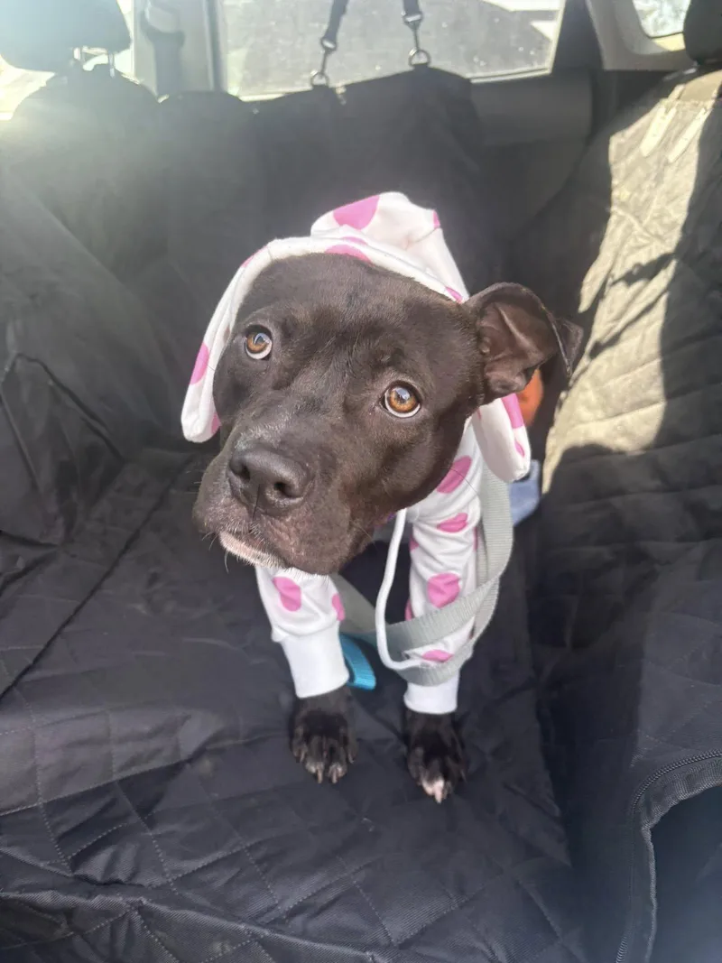 Himalaya thumbnail 2