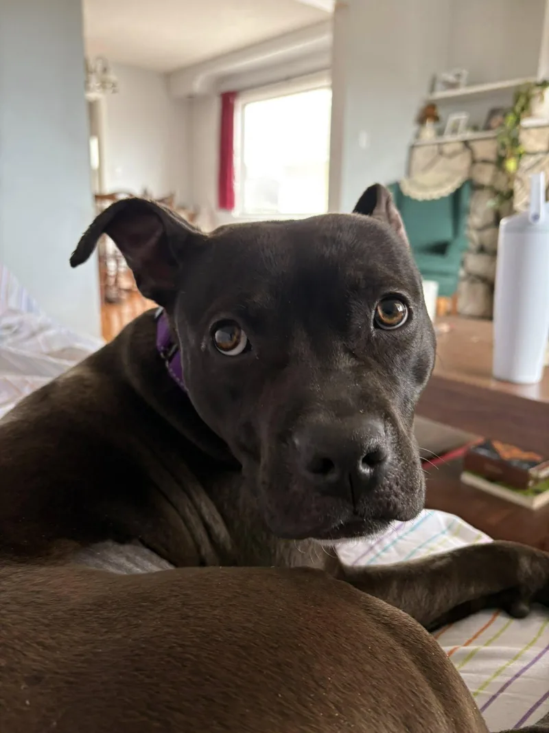 Himalaya thumbnail 3