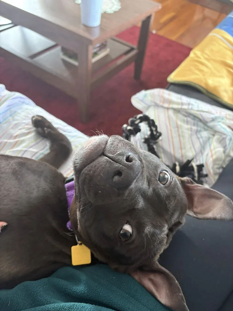 Himalaya thumbnail 5