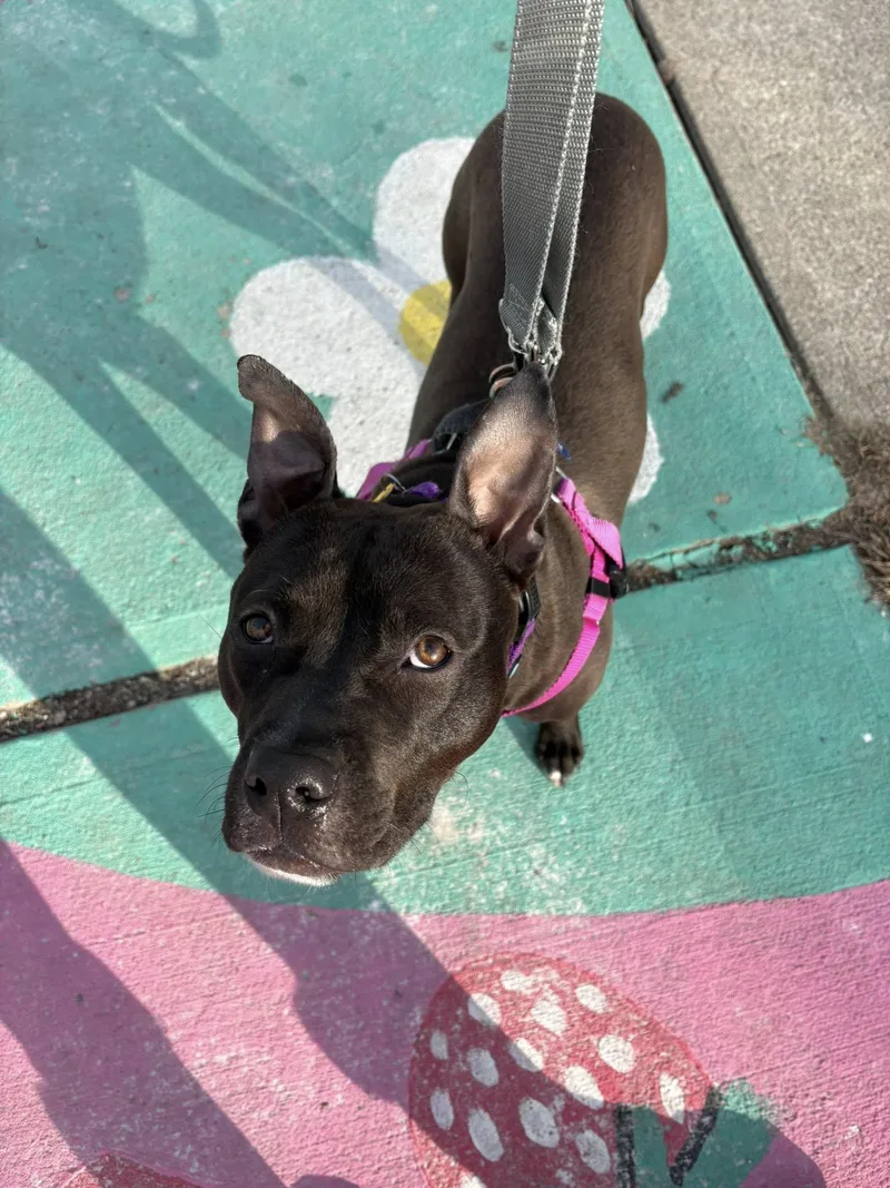 Himalaya thumbnail 6