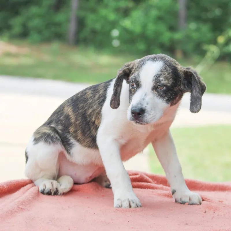 A baby large-sized male Mixed Breed dog named Marshmallow for adoption in Groveland, MA
