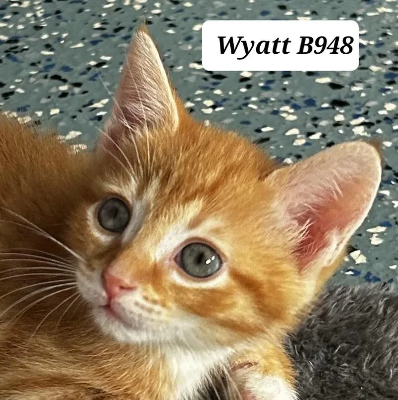 A baby medium-sized male Orange / Red Domestic Medium Hair cat named Wyatt for adoption in Morganton, NC