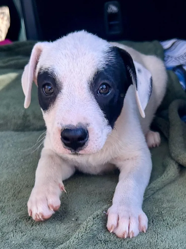 A baby medium-sized female Tricolor (Brown, Black, & White) Labrador Retriever dog named Sophie  hoops litter for adoption in Horn Lake, MS