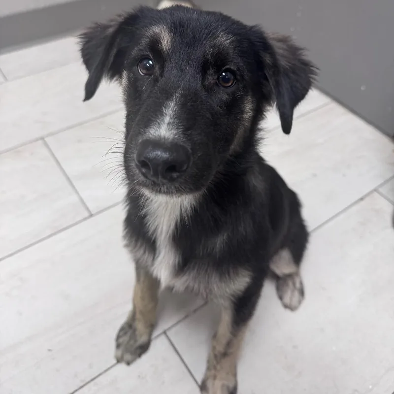 A young small-sized male Black German Shepherd Dog dog named Freeway for adoption in Lufkin, TX