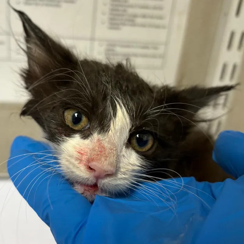 A baby small-sized male Black Domestic Short Hair cat named Squirrel for adoption in Yuma, AZ