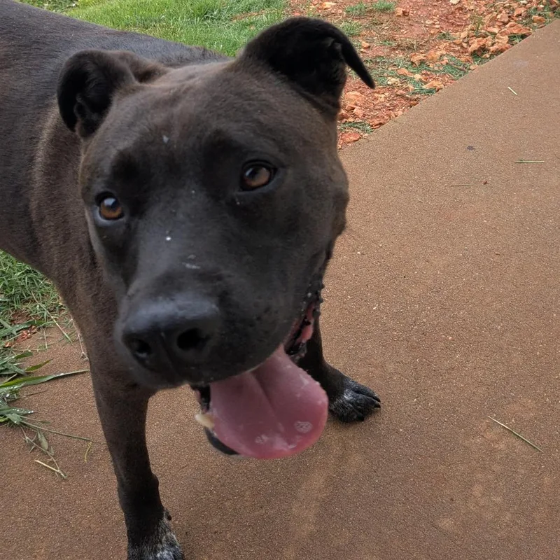An adult large-sized male Black Pit Bull Terrier dog named Rooster for adoption in Huntsville, AR