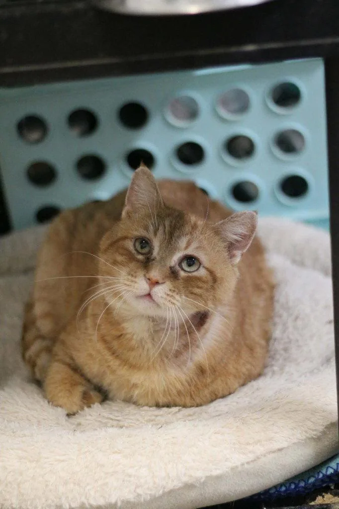 A young medium-sized male Domestic Long Hair cat named Kal for adoption in Cromwell, KY