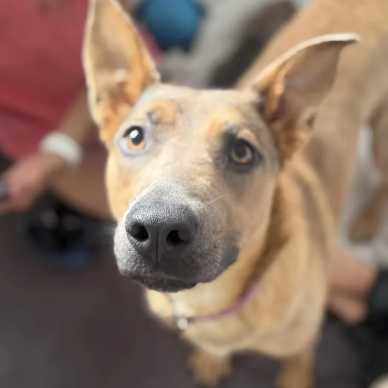 A young large-sized female Yellow / Tan / Blond / Fawn Shepherd dog named Dream for adoption in Chesapeake, VA