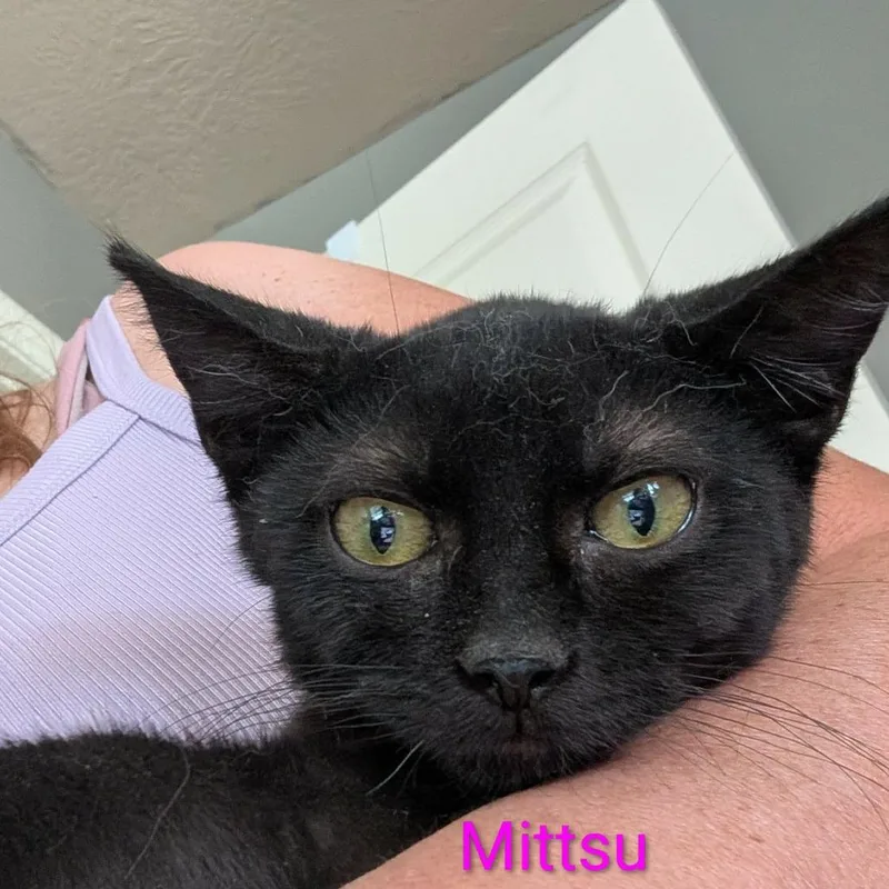 A baby small-sized female Black Domestic Short Hair cat named Mitsu Armbrust for adoption in Eagle Mountain, UT