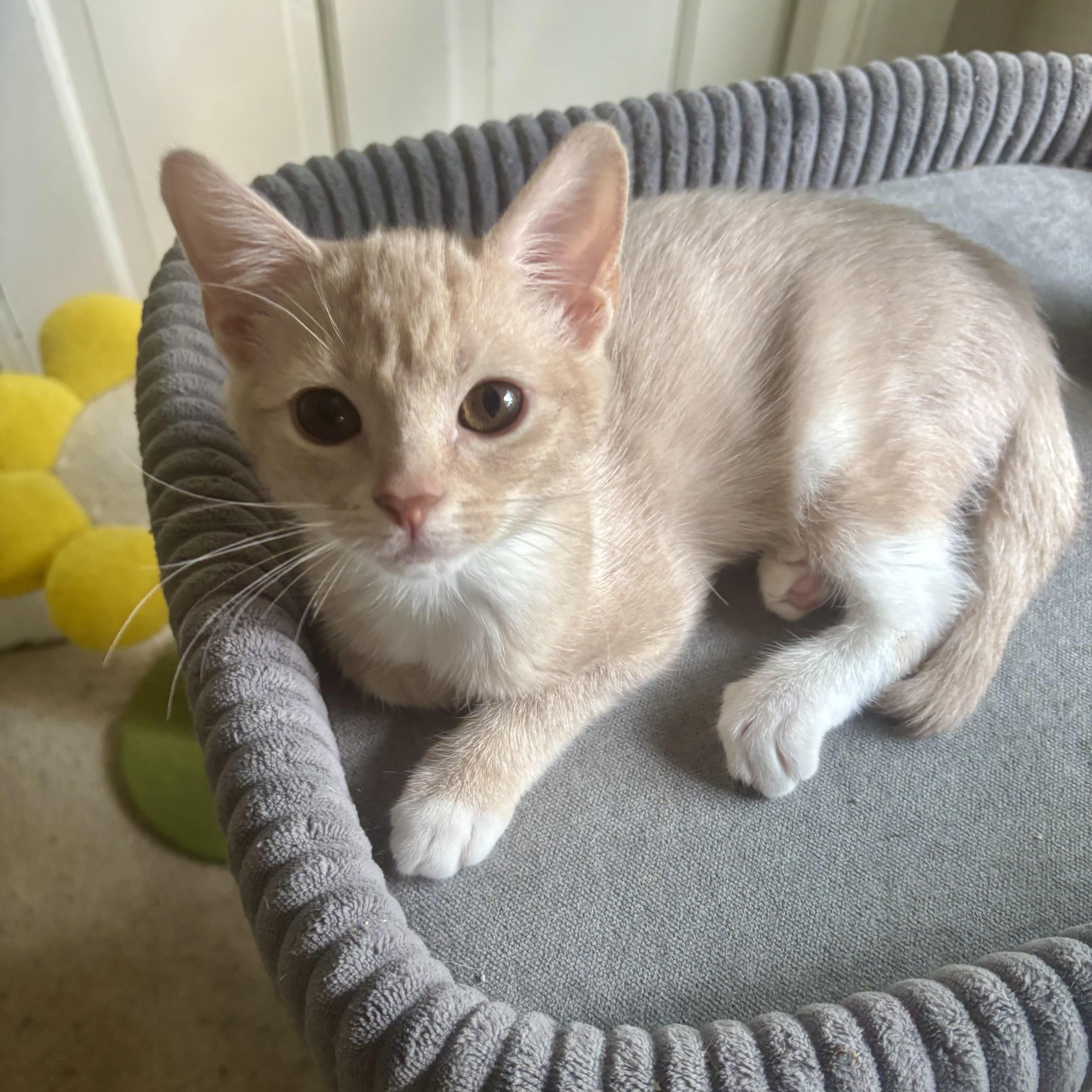 A baby small-sized female Buff / Tan / Fawn Domestic Short Hair cat named Halo for adoption in Richmond, VA