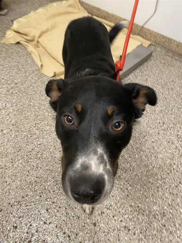 A young large-sized male Australian Cattle Dog / Blue Heeler dog named Bear for adoption in Vancouver, WA