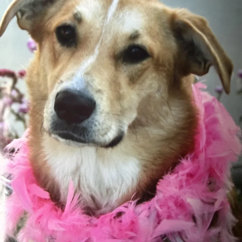 An adult medium-sized female Golden Retriever dog named Luna for adoption in Hutchinson, KS