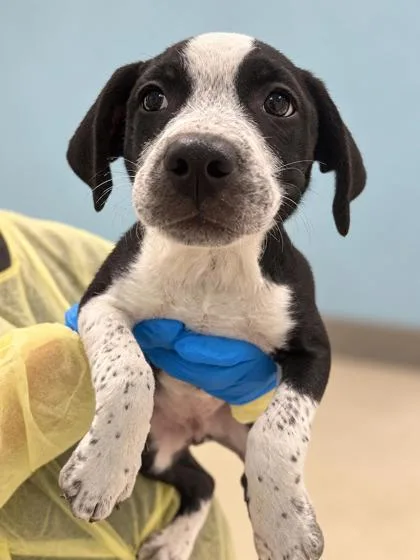 A young medium-sized male Terrier dog named Chevy for adoption in Gulfport, MS