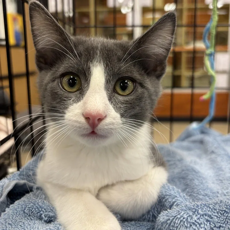 A baby medium-sized male Gray & White Domestic Short Hair cat named Churro for adoption in Sonora, CA