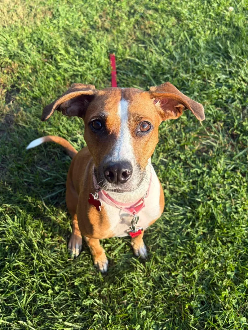 A young medium-sized female Terrier dog named Salsa for adoption in Valparaiso, IN