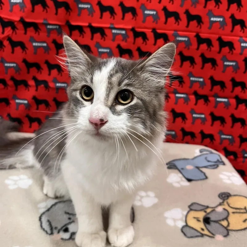 A young medium-sized male Domestic Medium Hair cat named Manny for adoption in Washburn, MO