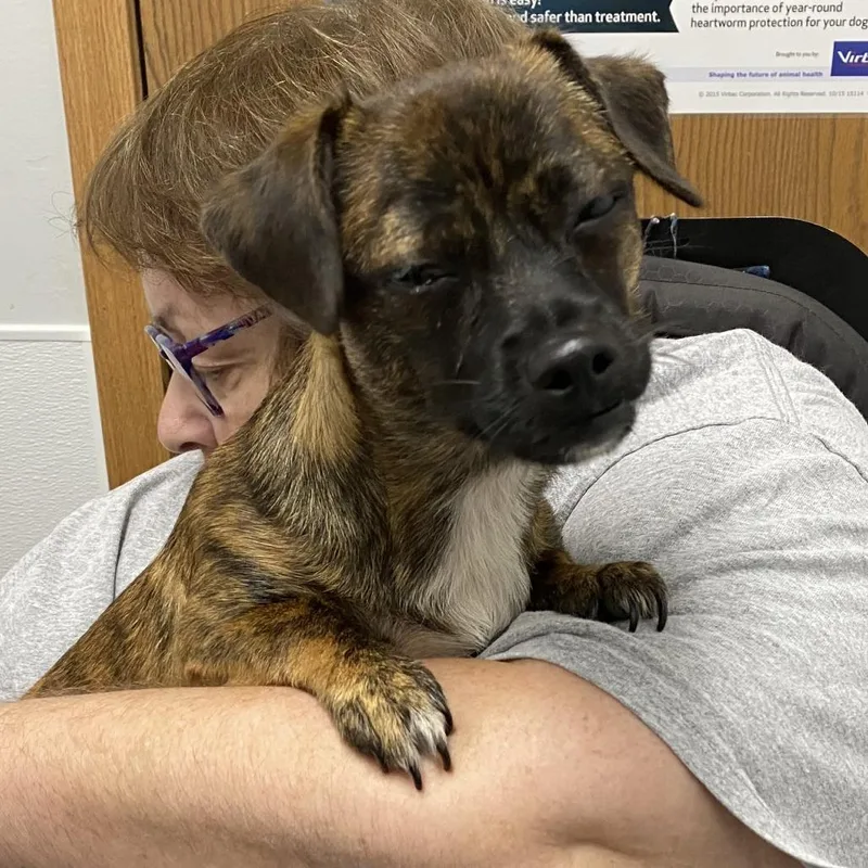 A young small-sized female Brindle Chihuahua dog named Hazel for adoption in Sparta, NJ