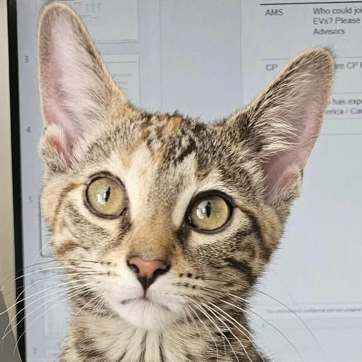 A baby small-sized female Domestic Short Hair cat named Peanut for adoption in Chicago, IL