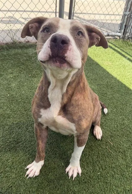 A young medium-sized female Mixed Breed dog named Rachel for adoption in Columbia, SC
