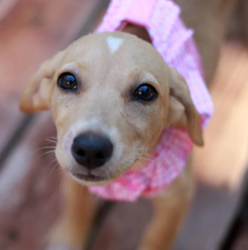 A baby large-sized female Labrador Retriever dog named Renee for adoption in Mankato, MN