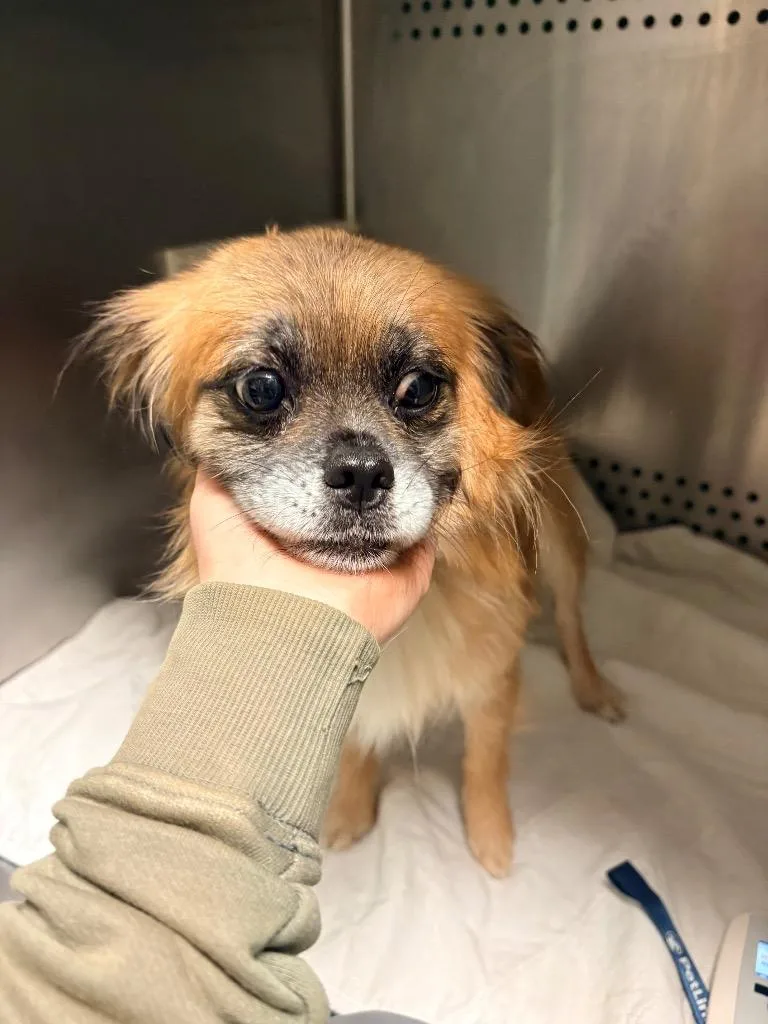 An adult medium-sized female Pekingese dog named Honey for adoption in Morgantown, KY