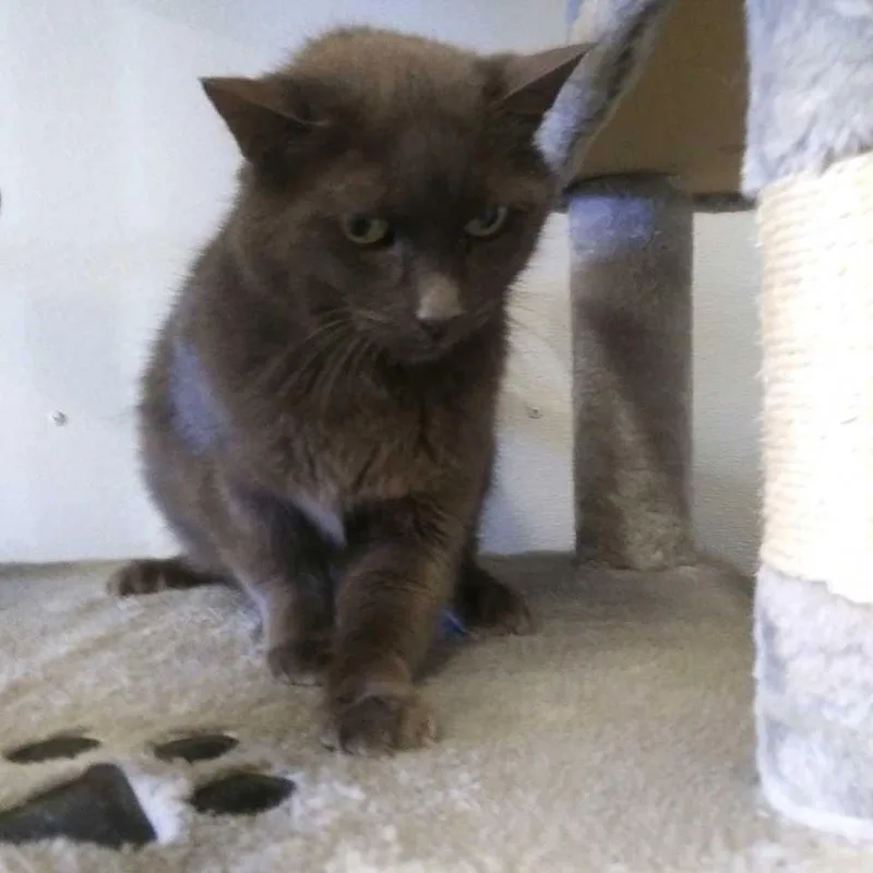 A senior large-sized male Domestic Short Hair cat named Bubba for adoption in Hot Springs, SD