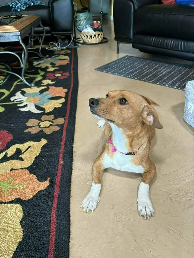 Constellation Puppies Females