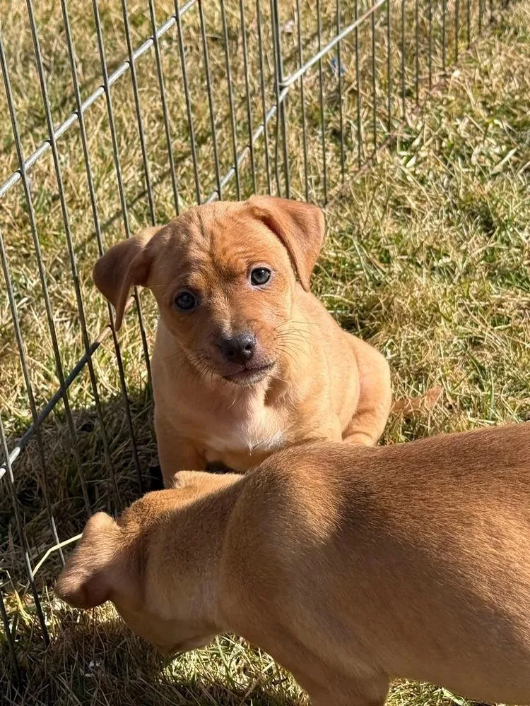 Constellation Puppies Females thumbnail 2