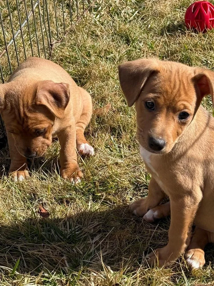 Constellation Puppies Females thumbnail 3