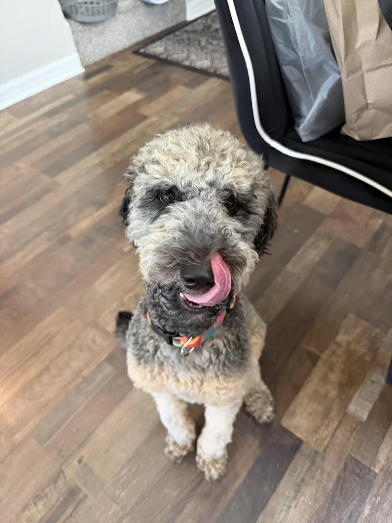A young medium-sized female Poodle dog named Raven for adoption in Valrico, FL